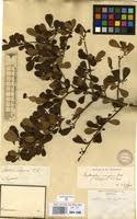 Image result for Erythroxylum emarginatum
