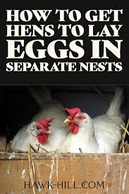 How many eggs does a chicken usually lay at once? How I Get My Hens To Stop Sharing Nests Hawk Hill