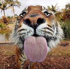 If A Friendly Tiger Licked Your Arm Would His Rough Tongue Rip Your Skin Off Quora Cute Animals Nature Animals Cute Tigers