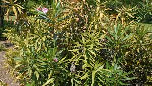 Image result for xylella fastidiosa oleander symptoms