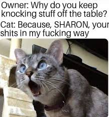 Pin By Erica Duyst On Cats Funny Cats Funny Cat Memes Cat Memes