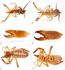 Btw, there are spiders in the usa that can kill you too. Https Www Researchgate Net Profile Danilo Harms Publication 322655311 An Annotated Type Catalogue Of The Camel Spiders Arachnida Solifugae Held In The Zoological Museum Hamburg Links 5a66f065aca2720ba6b0210e An Annotated Type Catalogue Of The Camel Spiders Arachnida Solifugae Held In The Zoological Museum Hamburg Pdf