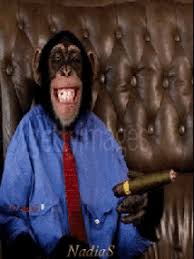 Check spelling or type a new query. Monkey Wearing Clothes Gifs Tenor