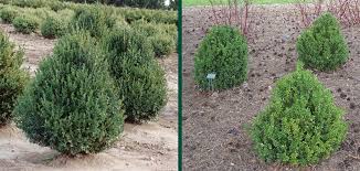 Green Mountain Boxwood Knowledgebase Johnsons Nursery