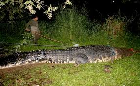 The crocodile was named after ernesto lolong goloran cañetea, a renowned crocodile hunter in palawan who was initially leading the hunt for weeks before the capture, but succumbed to illness several days before the crocodile was captured. Pictures Biggest Crocodile Ever Caught
