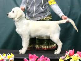 Golden retriever puppies by jasara golden retrievers, who breeds high quality golden retriever puppies and offers golden retriever stud dog there are a lot of less than reputable breeders in nebraska. Kashmir Goldens