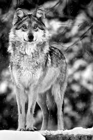 Kurt Bozkurt Turk Suskun Muratcelep Memeliler Hayvanlar Wolf