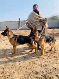 Parents originate from south africa. German Shepherd For Sale In Sialkot
