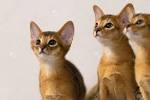 Available Abyssinian Kittens For Sale & Cats For Adoption