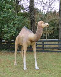 Our life size female dromedary camel 7ft statue would be the perfect addition to theme parks and crazy or adventure golf courses. Life Size Mike The Camel Statue Sculpture Big Hump Day Office Holiday Christmas The Kings Bay