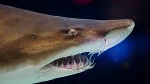 The tiger shark, also called galeocerdo cuvier in the scientific community, is the only member of the galeocerdo genus. Species Profile The Sand Tiger Shark We Love Sharks
