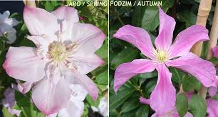 Sepals are light pink with a darker, deeper pink blush on the edges and in the central bar. Clematis Innocent Blush Havlis Cz