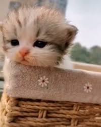 We did not find results for: Meet Little Princess Cute Baby Animals Baby Cats Cute Animal Videos