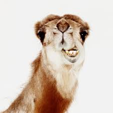 The nostrils have a larger layer over it so that. Pin On Animals