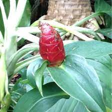 Garden Answers Plant Identification Plants Plant Identification Plant Leaves