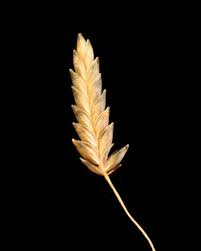 Image result for Eragrostis gangetica