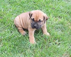 Black Boerboel Puppies For Sale Near Me African Boerboel Puppies Boerboel African Boerboel Puppies For Sale