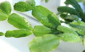 Taking the cuttings is very easy, and as long as they don't rot off, they usually nearly always take root. How To Start A Christmas Cactus Successfully In 10 Minutes Succulent Alley