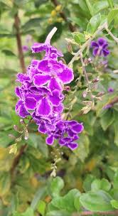 Image result for Duranta erecta