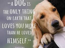 april macpherson pupsandcakes on pinterest pinterest