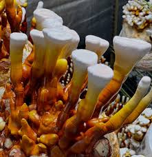 Image result for Ganoderma curtisii