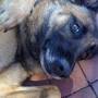 Profile Picture of Fundraiser for Hank Olee by Aidan O'Lee : Help Save Brock OLee (@gofundme.com) on Google