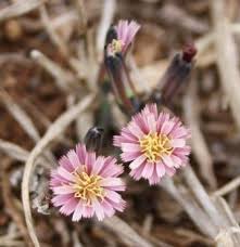 Image result for Launaea rarifolia