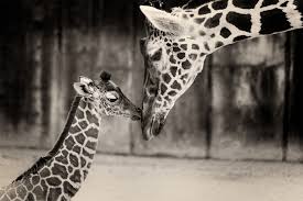 2 Week Old Baby Giraffe With Mom Photo