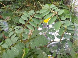 Image result for Tephrosia lepida