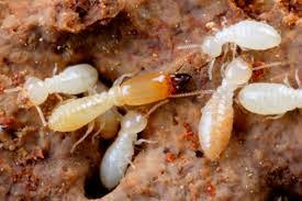 Is locally owned and operated, licensed, bonded and insured. Pest Control Gulf Shores Al