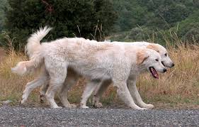 Informazioni su cuccioli, alimentazione e prezzo. Mastino Abruzzese Wikipedia