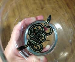 Reptiles names reptiles and amphibians animals and pets cute animals small animals dream snake danger noodle chameleon lizard colorful snakes. How To Take Care Of Garter Snakes In 2020 Baby Garter Snake Snake Snake Enclosure