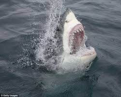 Shark attacks are like airplane crashes, said mceachran. Mail Online Reveals Australia S Deadliest Beaches Daily Mail Online