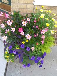 It features small leaves and blooms similar to lilies that resemble snowflakes floating on the water. Pin By Elizabeth On Outdoor Spaces Garden Containers Container Gardening Plants