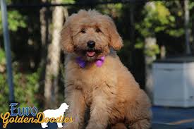 To achieve the teddy bear look, goldendoodles need their faces groomed in a particular way. Information About The English Teddybear Goldendoodle Breed