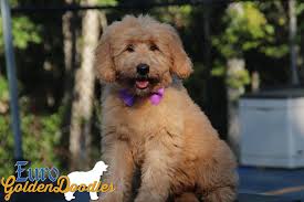 Apr 15, 2019 · goldendoodle. Information About The English Teddybear Goldendoodle Breed