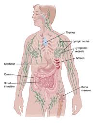 Lymphadenopathy cervical , cervical lymph nodes enlarged , enlarged cervical lymph nodes (physical finding) , enlarged cervical lymph. Lymph Nodes And Cancer