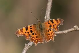 Image result for Polygonia c-album