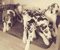 Great Danes Great Dane Dogs Great Dane Great Dane Puppy