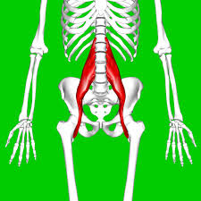 The anatomy of the hip and back is comprised of numerous parts that can be injured or wear out, and many problems that occur in this area can display the exact same symptoms or pathology. Issues Around The Hip From Tendonitis To Bursitis Beacon Orthopaedics Sports Medicine