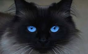 Les yeux bruns ont la plus grande quantité de mélanine dans l'iris et les yeux bleus, le moins. Blue Eyes Chat Fou Photographie De Chat Jolis Chats