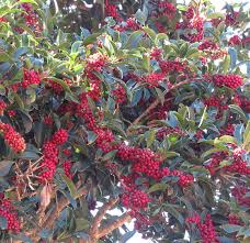 Image result for Ilex mitis