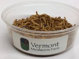 500 Live Mealworms Vermont Mealworm Farm