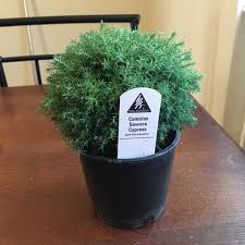 The flowers give way to small, red berries which. Chamaecyparis Pisifera Cumulus Sawara Cypress Cumulus In Gardentags Plant Encyclopedia