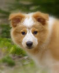 Pics Photos Freckles Border Collie Australian Shepherd Mix Australian Shepherd Border Collie And Australian Shepherd Collie