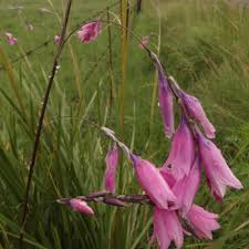 Image result for Dierama formosum × plowesii