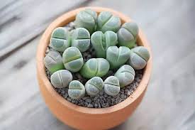Image result for Lithops