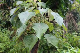 Image result for Macaranga mellifera