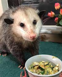 Lola The Opossum On Instagram Happy St Patrick S Day Ate Green For Dinner Tonight Lovelylola Opos Opossum Silly Animals Animal Taxidermy