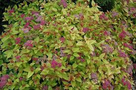View ratings, photos, and more. Magic Carpet Spirea Spiraea X Bumalda Magic Carpet At Gertens Magic Carpet Spirea Spirea Garden Shrubs